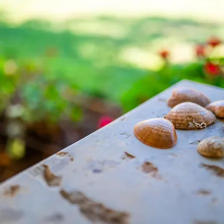 Sokolic * Nerezine